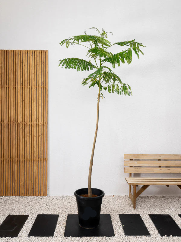 Delonix Tree /Flame Tree (Delonix Regia)