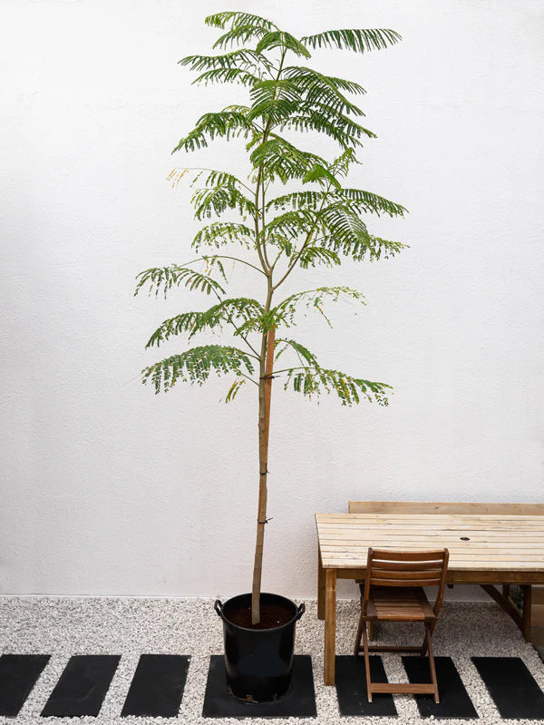 Delonix Tree /Flame Tree (Delonix Regia)