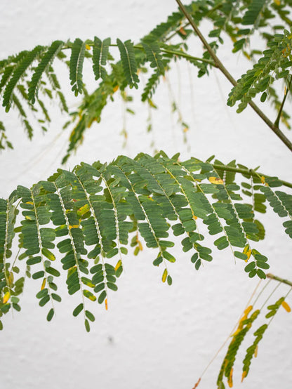 Delonix Tree /Flame Tree (Delonix Regia)
