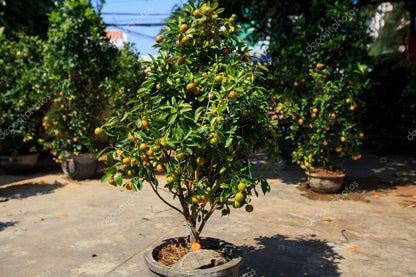 Orange Tree / Citrus orange