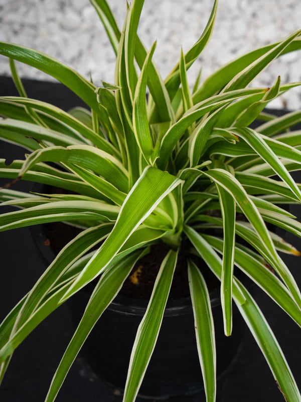Dianella (Dianella Tasmanica)