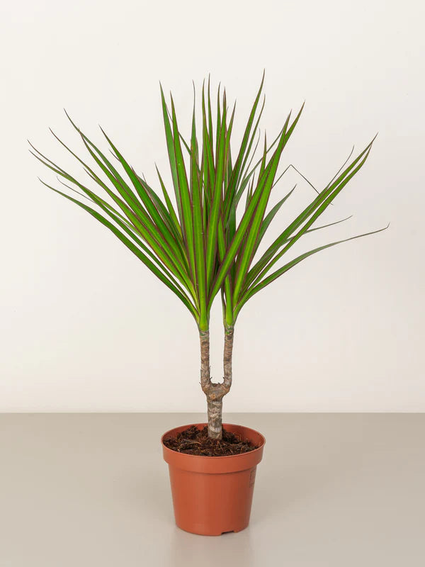Dracaena Marginata (Dragon tree)