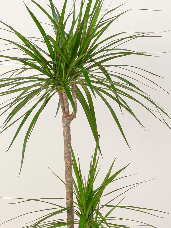 Dracaena Marginata / Dragon Tree