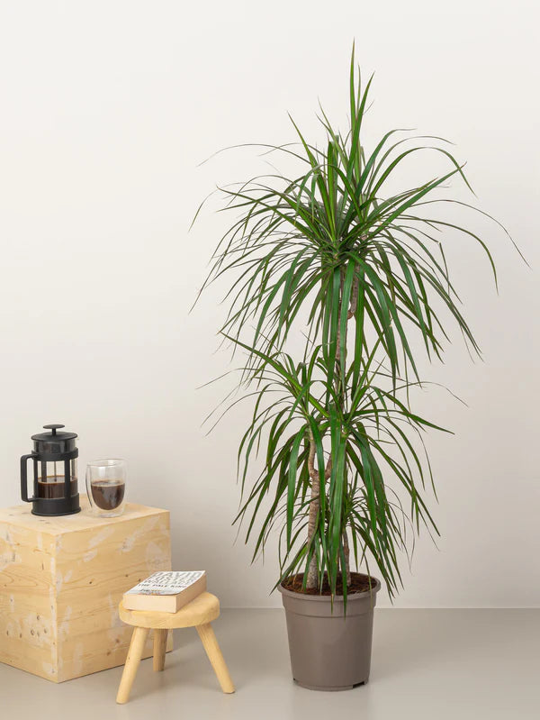 Dracaena Marginata / Dragon Tree