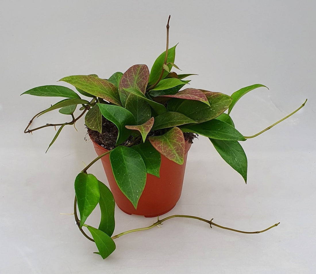 Hoya / Hoya Heuschkeliana