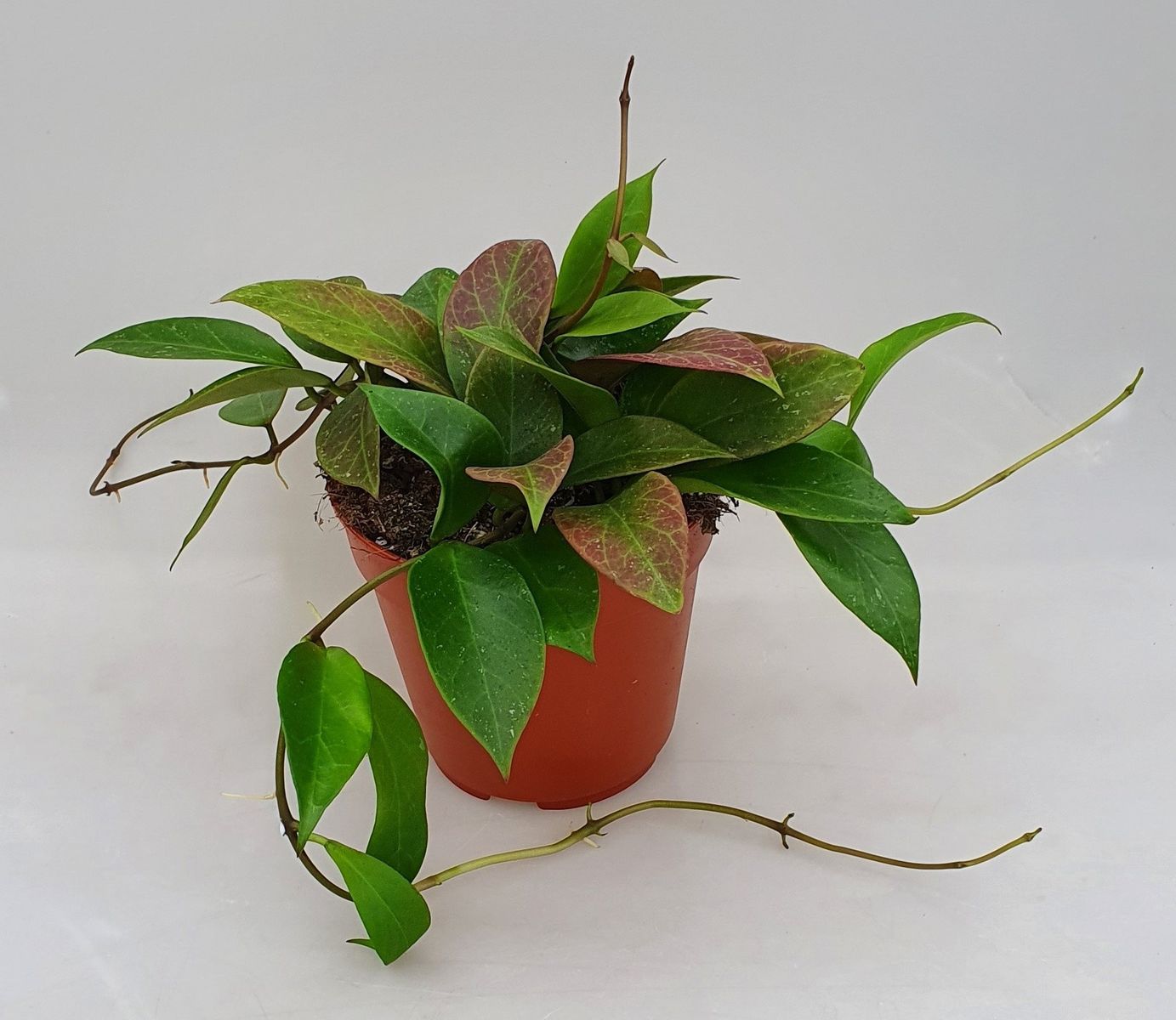 Hoya / Hoya Heuschkeliana