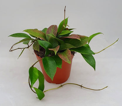 Hoya / Hoya Heuschkeliana