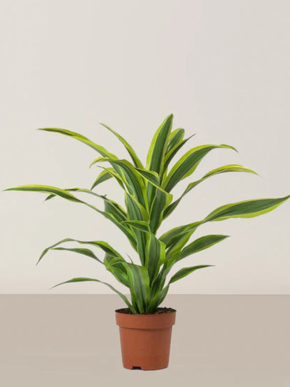 Dracaena Lemon Lime