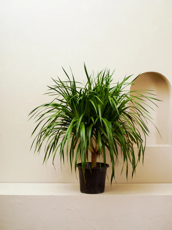 Dracaena Draco (Dracaena Draco)