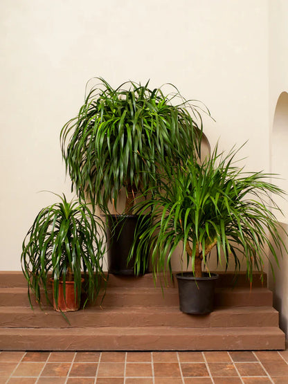 Dracaena Draco (Dracaena Draco)