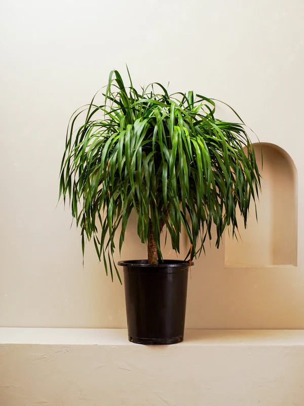 Dracaena Draco (Dracaena Draco)