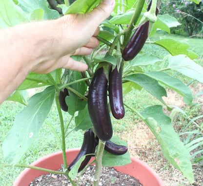Egg Plant / Solanum melongena