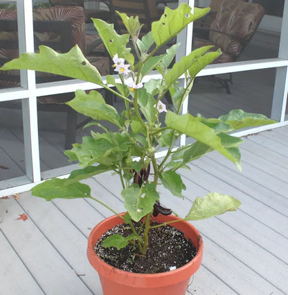 Egg Plant / Solanum melongena