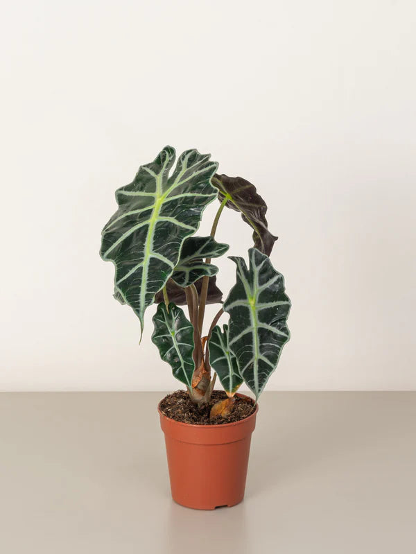 Elephant Ear/ Alocasia Stingray