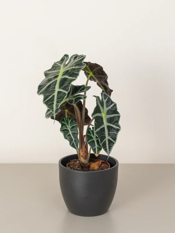 Elephant Ear/ Alocasia Stingray