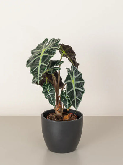 Elephant Ear/ Alocasia Stingray