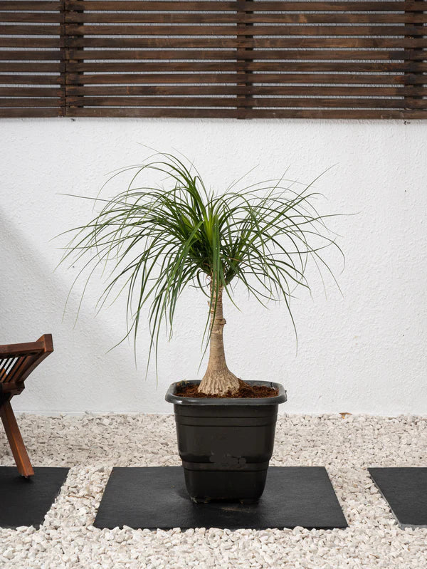 Elephant Foot Tree (Beaucarnea Recurvata)