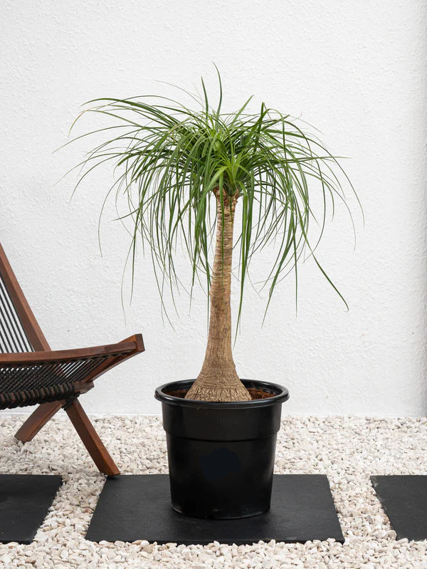 Elephant Foot Tree (Beaucarnea Recurvata)
