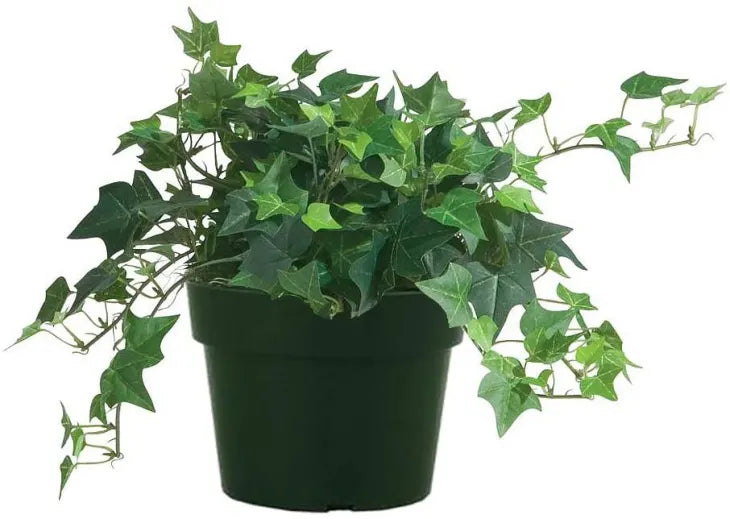 English Ivy