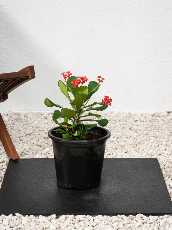 Crown Of Thorns (Euphorbia Milii)