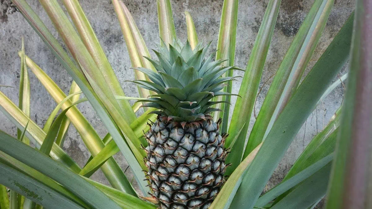 Pineapple / Ananas comosus