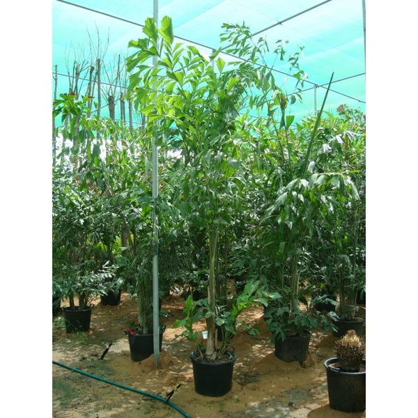 Fishtail palm (Caryota Mitis)