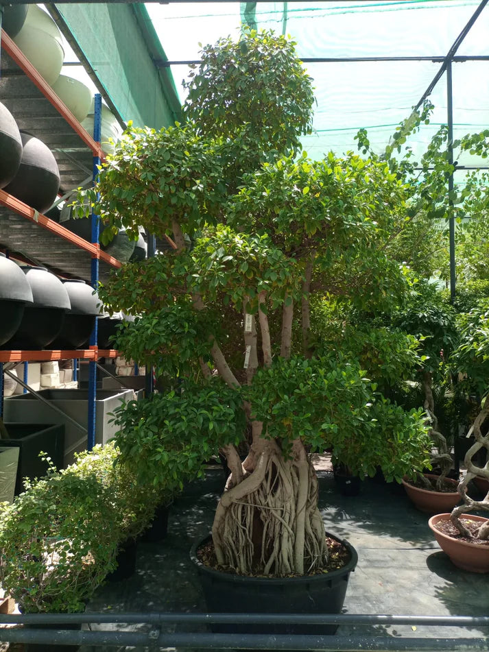 Tree Ficus Retusa Nitida (Indian Laurel)