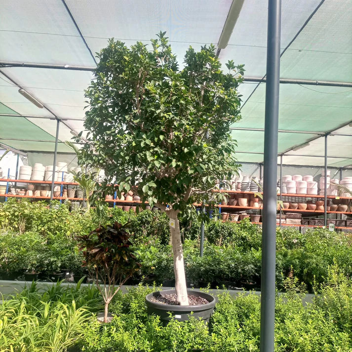 Tree Ficus Nitida