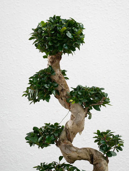 Ficus Bonsai / Microcarpa Bonsai S Shape / Ficus Retusa /Ginseng Ficus