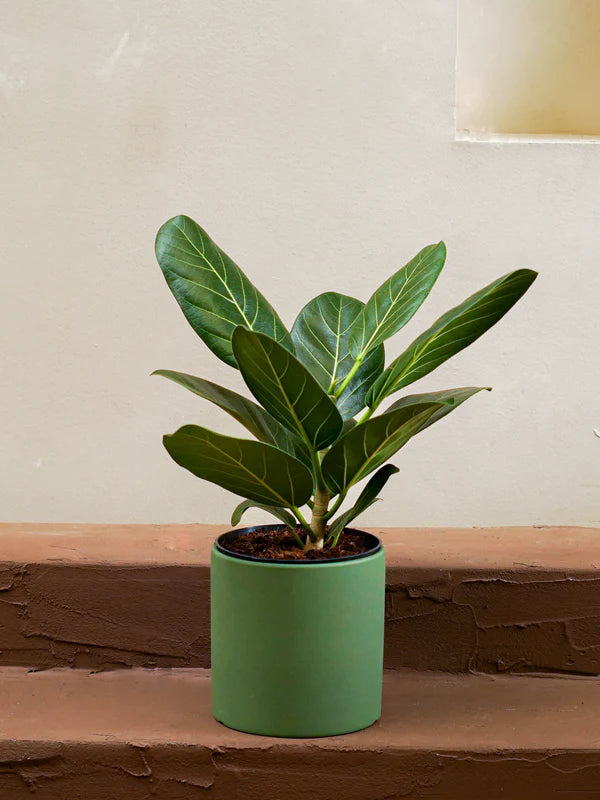 Indoor Banyan Plant (Ficus Benghalensis)