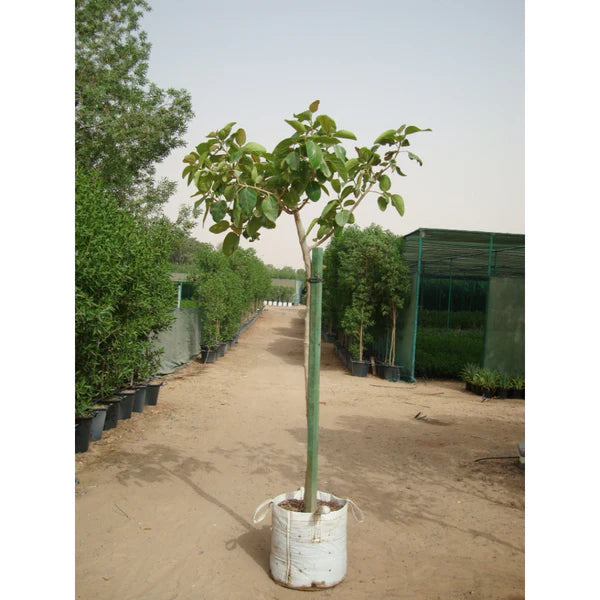 Banyan Tree (Ficus Benghalensis)