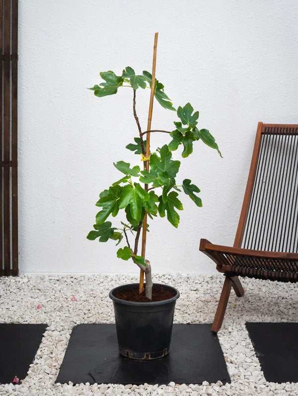 Fig Tree (Ficus Carica)