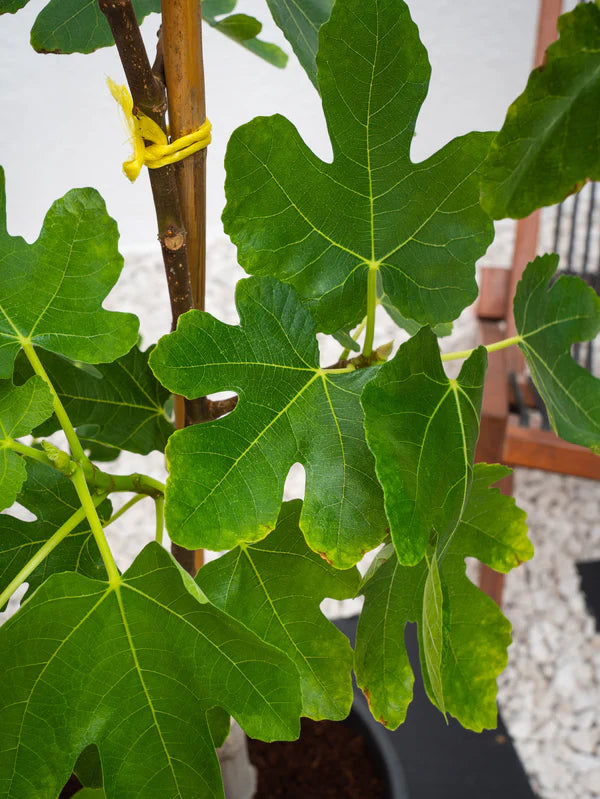 Fig Tree (Ficus Carica)
