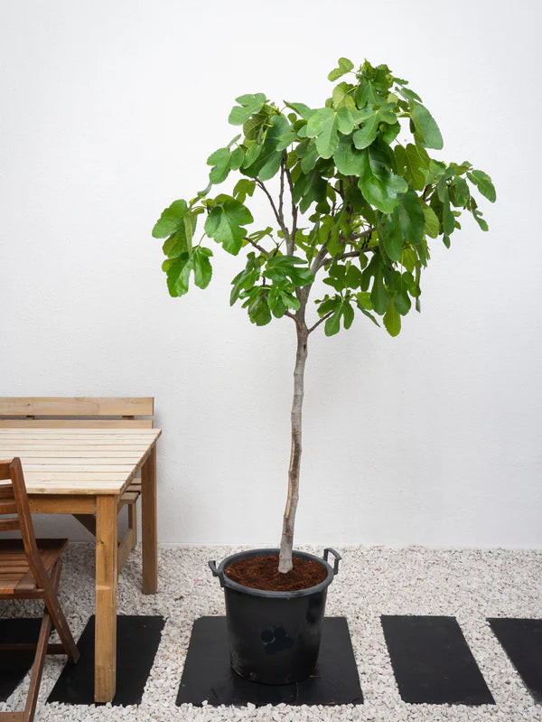 Fig Tree (Ficus Carica)
