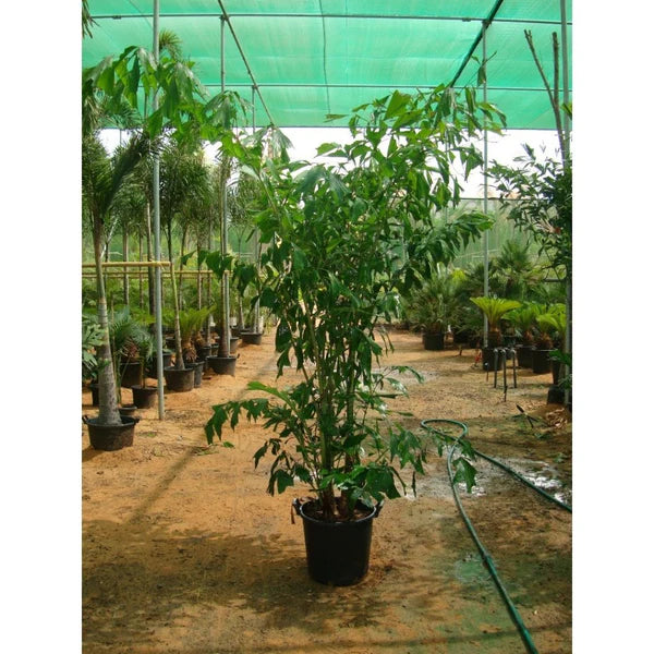 Fishtail palm (Caryota Mitis)