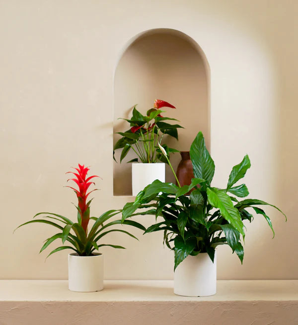 Flowering Mix (Spathiphyllum | Anthurium andraeanum | Guzmania spp)