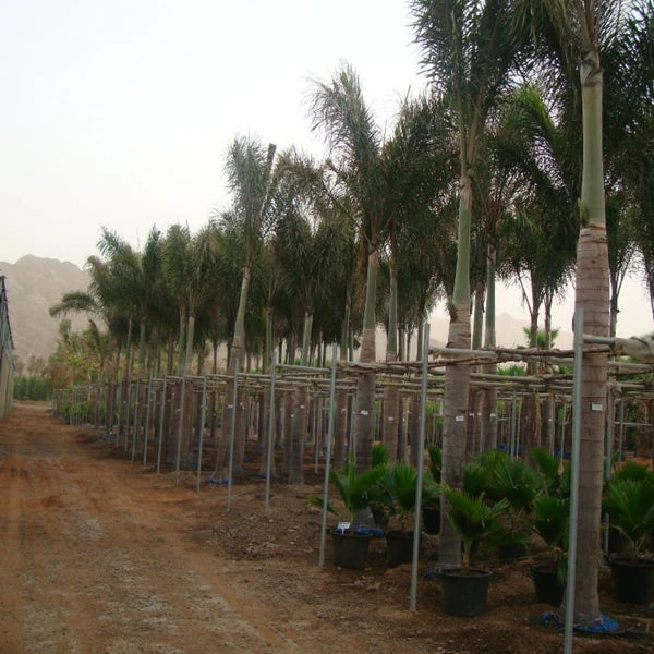 Foxtail Palm (Wodyetia Bifurcata)