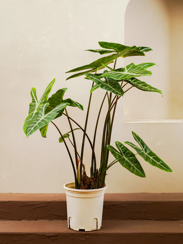 Giant Elephant Ear (Alocasia Longiloba)