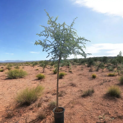 Ghaf Tree (Prosopis Cineraria)