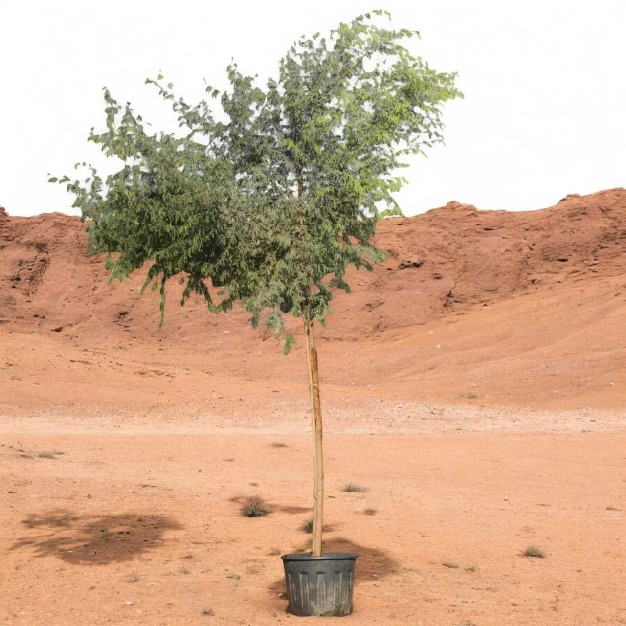 Ghaf Tree (Prosopis Cineraria)