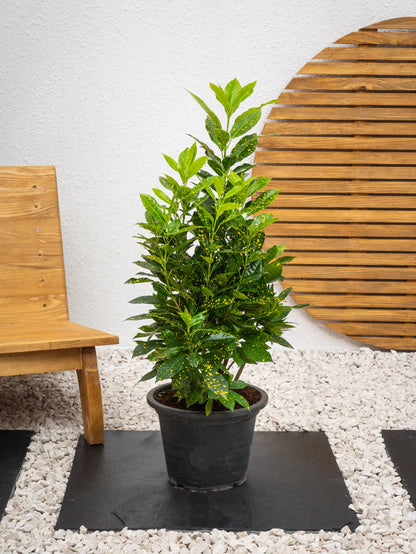 Croton Goldust (Codiaeum Variegatum)