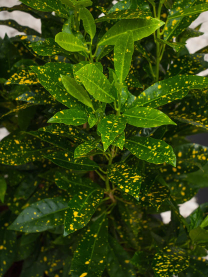 Croton Goldust (Codiaeum Variegatum)