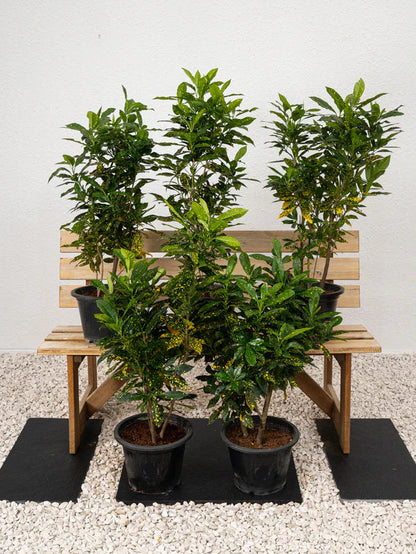 Croton Goldust (Codiaeum Variegatum)