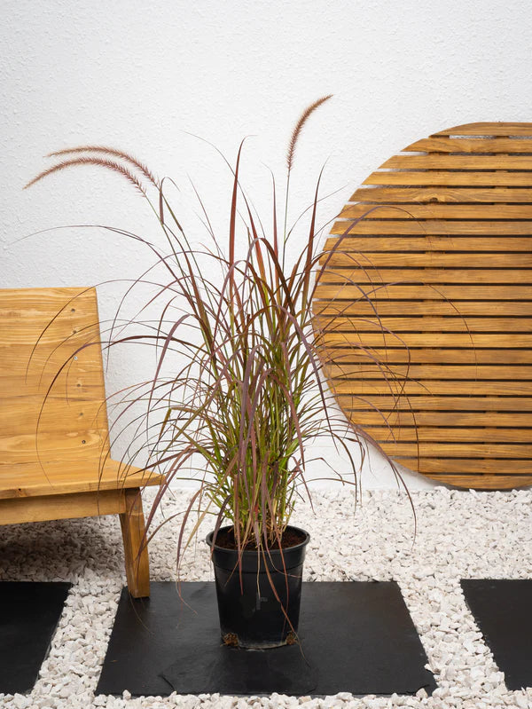 Pennisetum Setaceum / Fountain Grass / Cenchrus Setaceus / Crimson Fountaingrass / African Fountain Grass)
