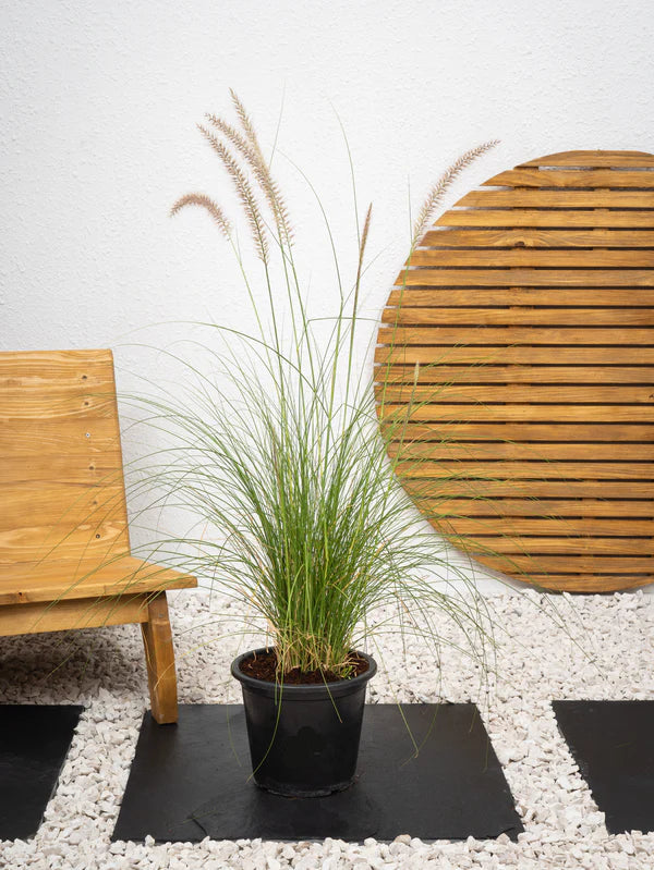 Pennisetum Setaceum / Fountain Grass / Cenchrus Setaceus / Crimson Fountaingrass / African Fountain Grass)