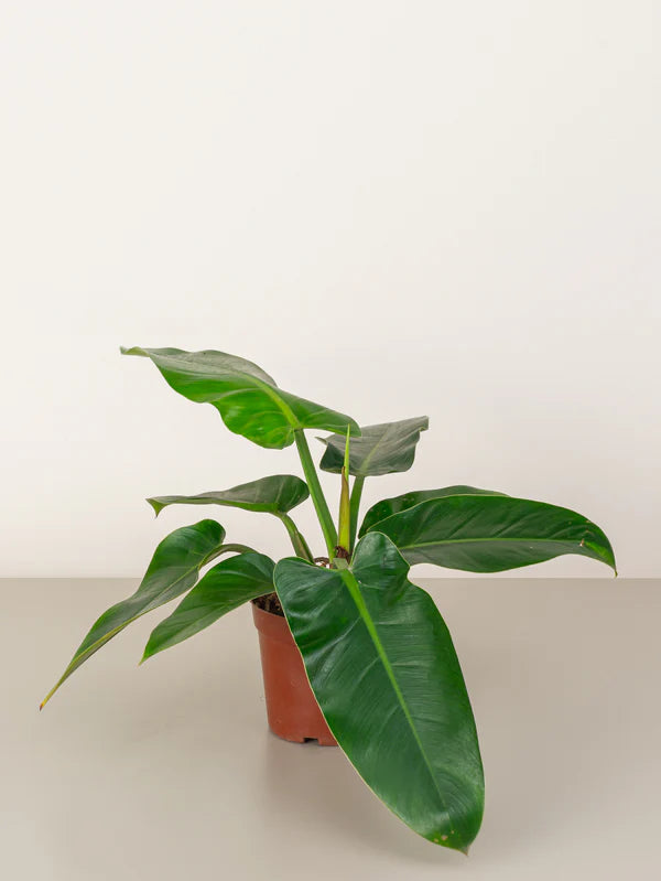 Philodendron Imperial Red
