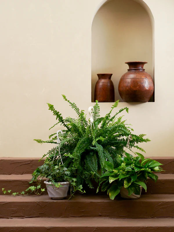 Hanging Greens (Hedera Helix | Epipremnum Aureum | Nephrolepis Exaltata)
