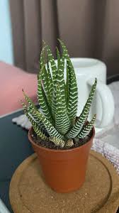 Haworthia Succulent