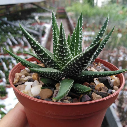 Haworthia Succulent