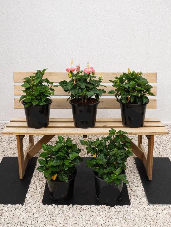 Hibiscus Plant(Hibiscus Rosa-Sinensis)